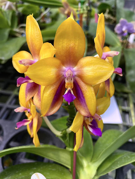 Phalaenopsis Mituo GH King Star 'Yellow Purple Fire'