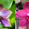 Phalaenopsis Mituo Reflex Dragon 'Blue -2' x (Mituo Sun 'Mituo#2' x Mituo King Bellina)