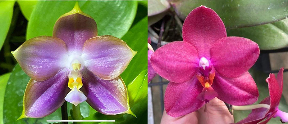 Phalaenopsis Mituo Reflex Dragon 'Blue -2' x (Mituo Sun 'Mituo#2' x Mituo King Bellina)