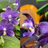 Phalaenopsis Mituo Equalacea (Equalacea x Mituo Purple Dragon 'Blue Whale')