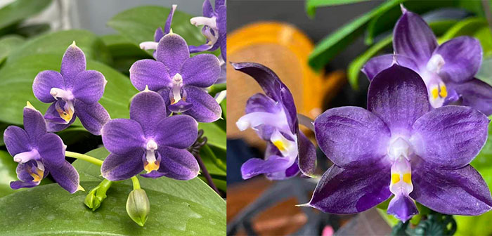 Phalaenopsis Mituo Equalacea (Equalacea x Mituo Purple Dragon 'Blue Whale')