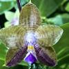 Phalaenopsis Mituo Purple Dragon 'Coffee Gold'