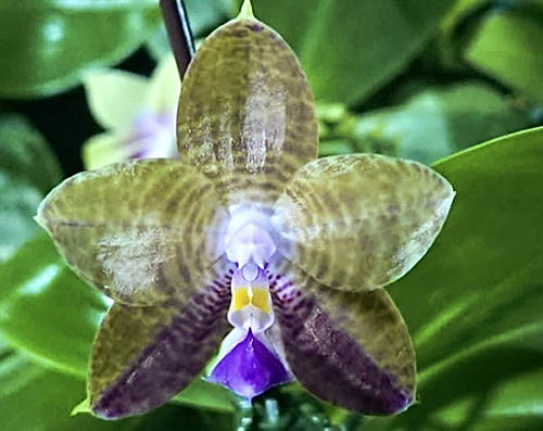 Phalaenopsis Mituo Purple Dragon 'Coffee Gold'