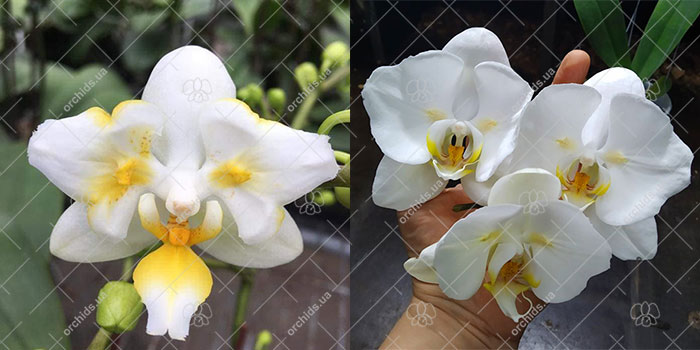 Phalaenopsis Liu's Pale Micholitzii 'ES' x Sogo Yukidian 'ES'