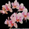 Phalaenopsis (Yu Pin Fire work-Sin Yuan Golden Beauty) 'ES'