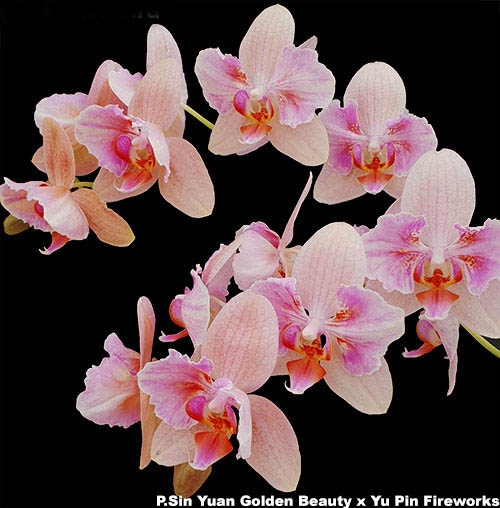 Phalaenopsis (Yu Pin Fire work-Sin Yuan Golden Beauty) 'ES'