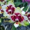 Phalaenopsis Yaphon Star Diamond 'AN6601'