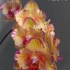 Phalaenopsis Baldan's Kaleidoscope 'ES'