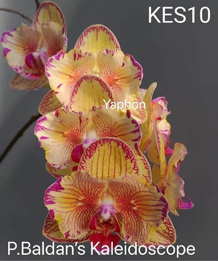 Phalaenopsis Baldan's Kaleidoscope 'ES'