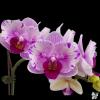 Phalaenopsis Ching Ann Gem