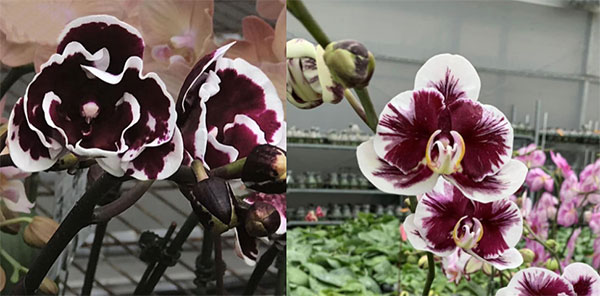 Phalaenopsis Yaphon Black Butterfly x Voo Doo