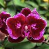 Phalaenopsis Black Cherry 'Black Cat' ES