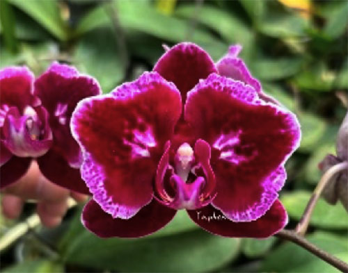 Phalaenopsis Black Cherry 'Black Cat' ES