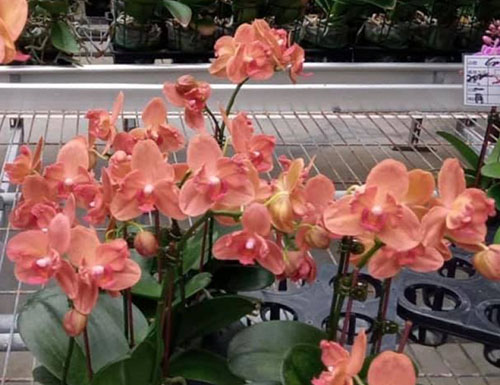 Phalaenopsis Fusheng Fairy Tale 'ES'