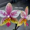 Phalaenopsis stuartiana yellow x Yaphon Oh My God