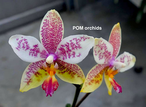 Phalaenopsis stuartiana yellow x Yaphon Oh My God