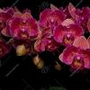 Phalaenopsis (Brother Strawberry-Brother Sara Gold) 'ES'