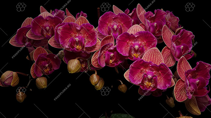 Phalaenopsis (Brother Strawberry-Brother Sara Gold) 'ES'