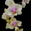 Phalaenopsis (Sin Yuan Golden Beauty-Sogo Yukidian 'V-3') 'ES' x Golden Apollon