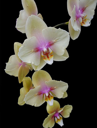 Phalaenopsis (Sin Yuan Golden Beauty-Sogo Yukidian 'V-3') 'ES' x Golden Apollon