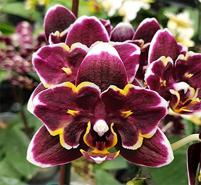 Phalaenopsis (Zuma Pixie-Taida Pearl) 'ES'