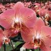 Phalaenopsis Leco Fantastic