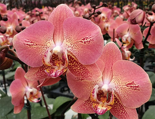 Phalaenopsis Leco Fantastic