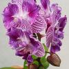 Phalaenopsis (Sogo Viven-Yu Pin Fire Works) 'ES'