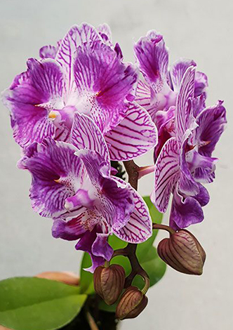 Phalaenopsis (Sogo Viven-Yu Pin Fire Works) 'ES'