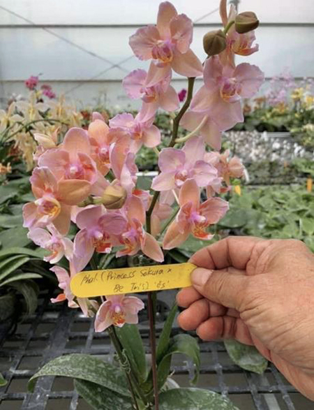 Phalaenopsis (Princess Sakura-Be Tris) 'ES'