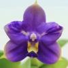 Phalaenopsis Samera Blue 'ES'