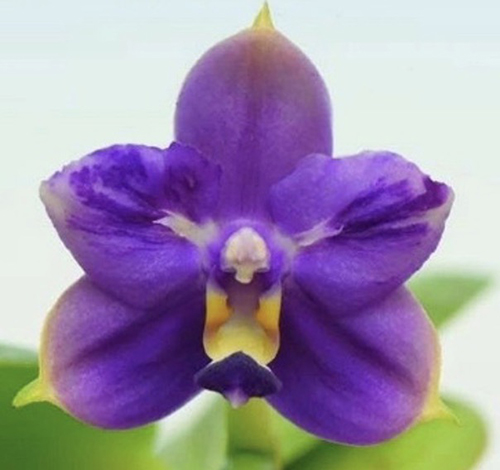 Phalaenopsis Samera Blue 'ES'