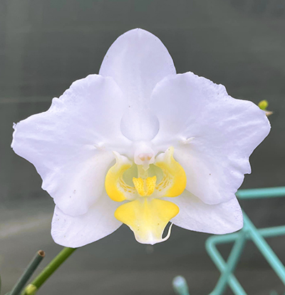 Phalaenopsis Yungho Yellow Lip x I -Hsin Moon Ice