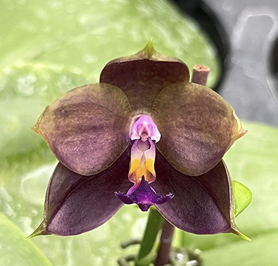 Phalaenopsis Shye-Liu Evergreen x Mituo Prince 'Blue'