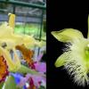 Cattleya dowiana x Rhyncholaelia digbyana