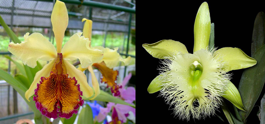 Cattleya dowiana x Rhyncholaelia digbyana