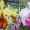 Cattleya x Hardyana (dowiana aurea x warscewiczii semi-alba 'Ituango')