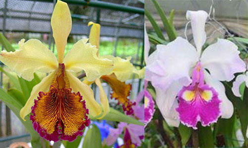 Cattleya x Hardyana (dowiana aurea x warscewiczii semi-alba 'Ituango')