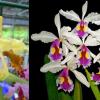 Cattleya x Hardyana (dowiana aurea x warscewiczii semi-alba 'Katia')