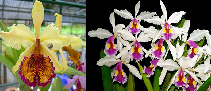 Cattleya x Hardyana (dowiana aurea x warscewiczii semi-alba 'Katia')