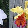 Cattleya Lord Rothschild (gaskelliana alba x dowiana aurea)