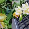 Phalaenopsis Mituo GH King Star 'Blueberry' x Mituo Golden Tiger 'Green Tiger'