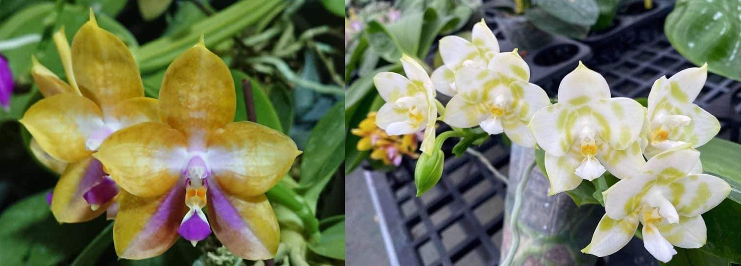 Phalaenopsis Mituo GH King Star 'Blueberry' x Mituo Golden Tiger 'Green Tiger'