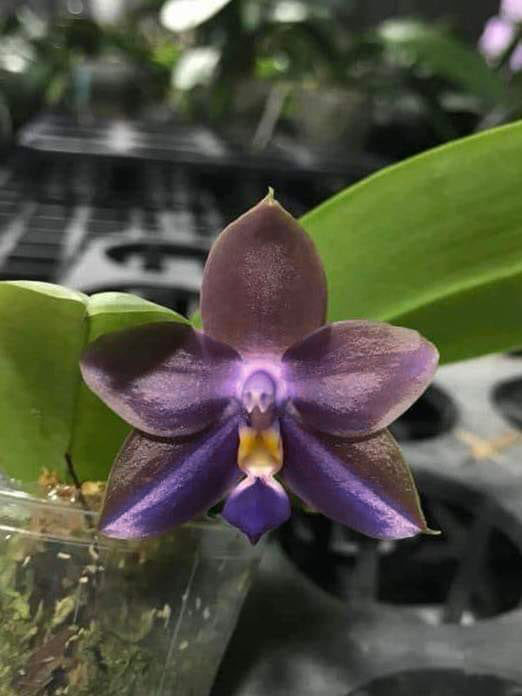 Phalaenopsis Zheng Min Formosa '370-2'