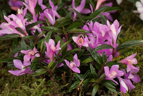 Dendrobium cuthbertsonii x victoriae-reginae