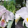 Cattleya mossiae amoena x mossiae alba