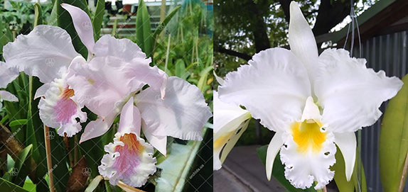 Cattleya mossiae amoena x mossiae alba