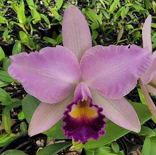 Cattleya Portia coerulea x Cattleya Whitei coerulea