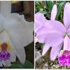 Cattleya lueddemanniana semi-alba 'Cochetto' x suavissima ' Baixinha'