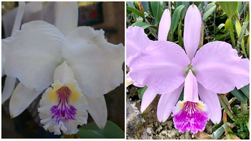 Cattleya lueddemanniana semi-alba 'Cochetto' x suavissima ' Baixinha'